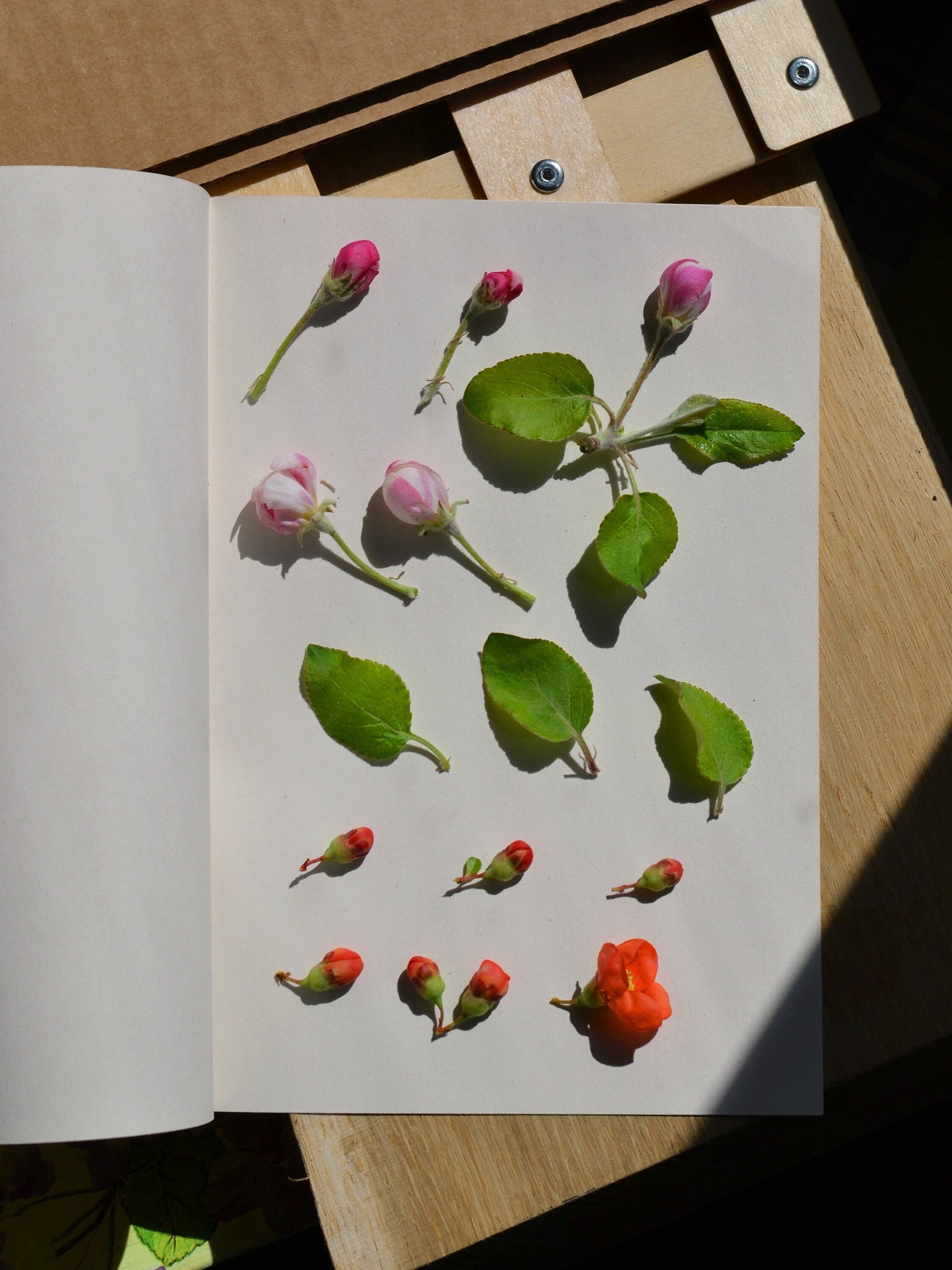 Small A5 Flower Press Kit 6" x 9" (15 x 22,5 cm)