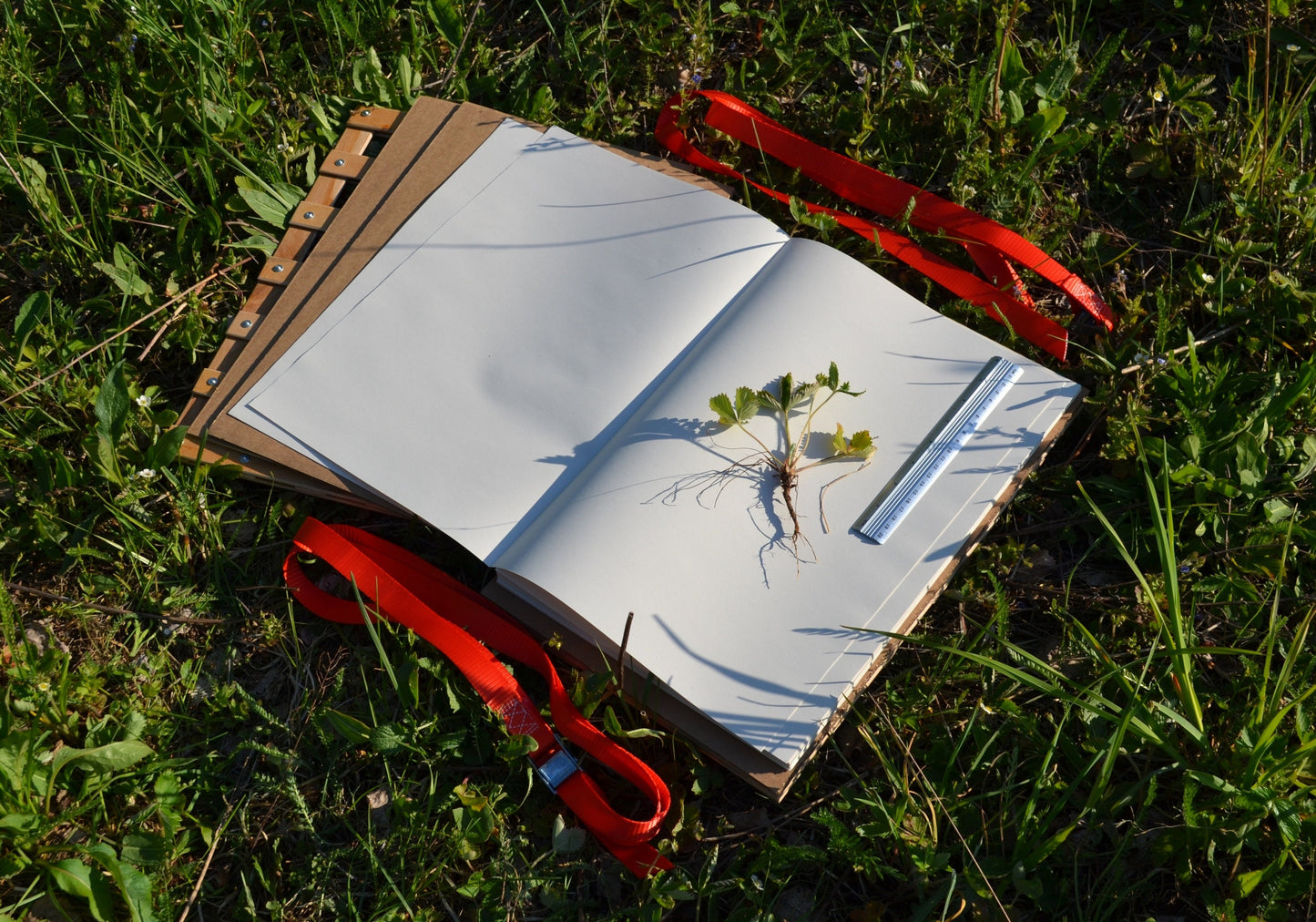 Large A3 Professional Plant Press Kit 12" x 18" for field botanists